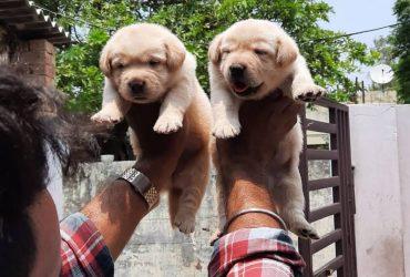 Simran Pet Lover Faridabad