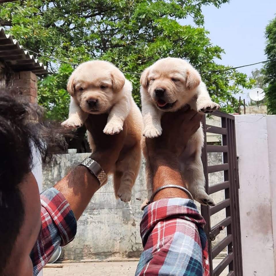 Simran Pet Lover Faridabad